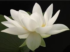 Lotus_Flower_IMG_1724