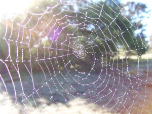 Dewy_spider_web