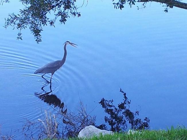 Crane In Lake Judy Jandora